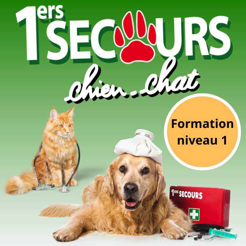 Formation sauveteur en premiers secours canins/félins